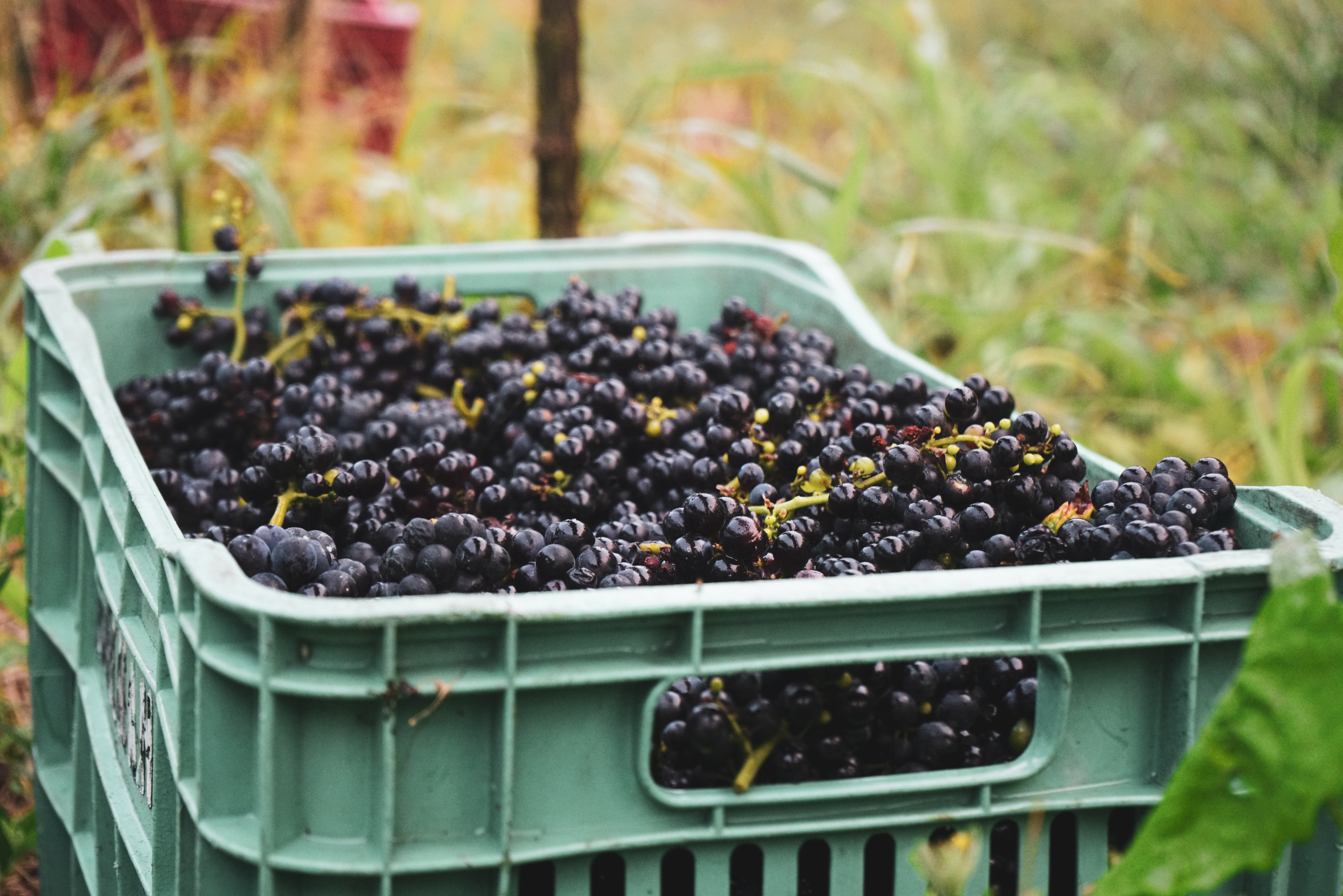 Colheita de uvas Pinot Noir na Vita Eterna — Pinto Bandeira
