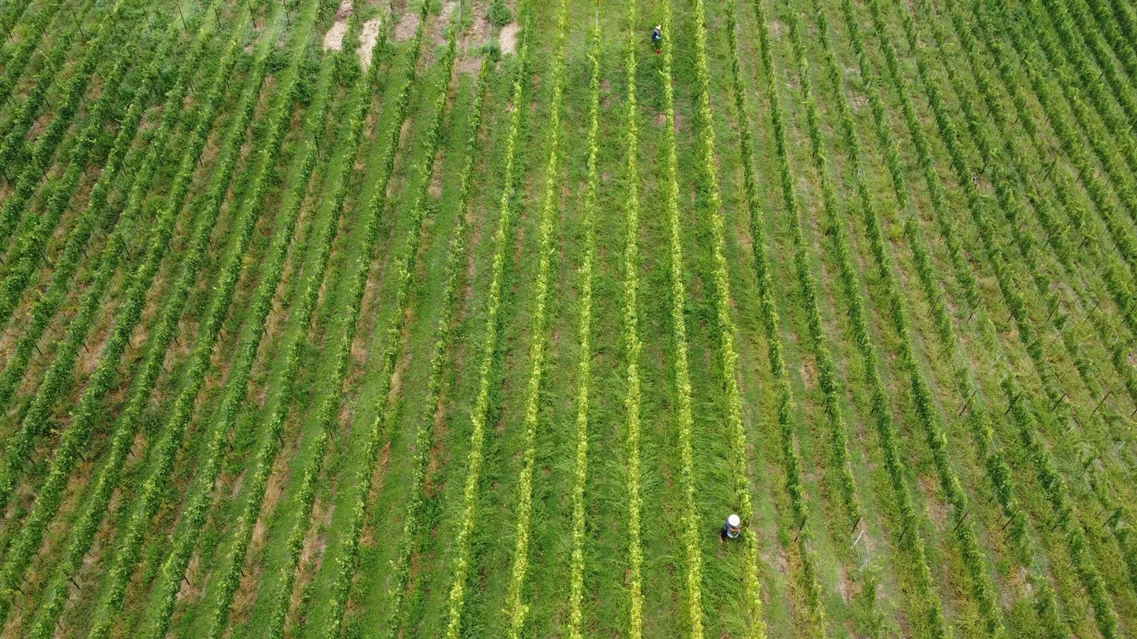 Vista aérea dos vinhedos Vita Eterna em Pinto Bandeira